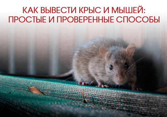 Как вывести крыс и мышей в Лосино-Петровске: простые и проверенные способы