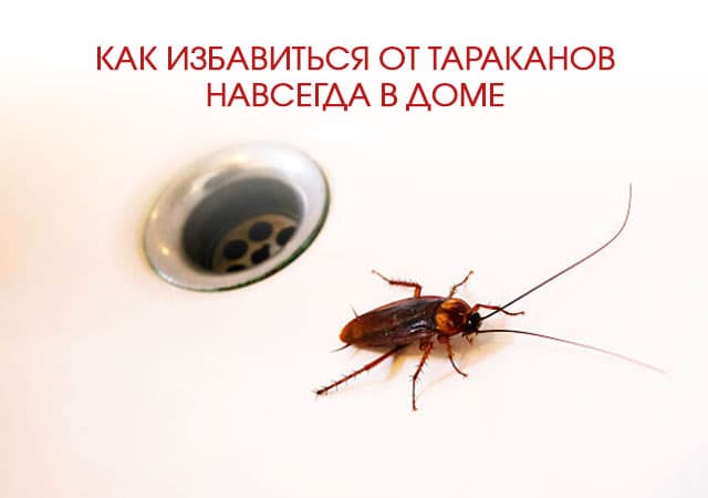 Как избавиться от тараканов в доме в Лосино-Петровске