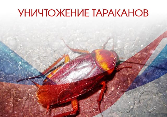 Уничтожение тараканов в Лосино-Петровске