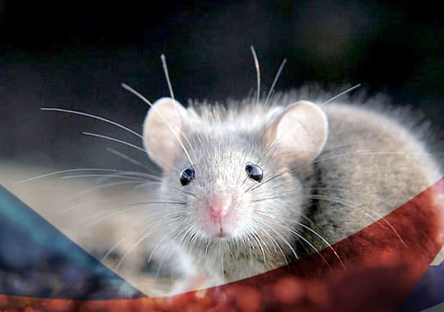 Уничтожение мышей в Лосино-Петровске